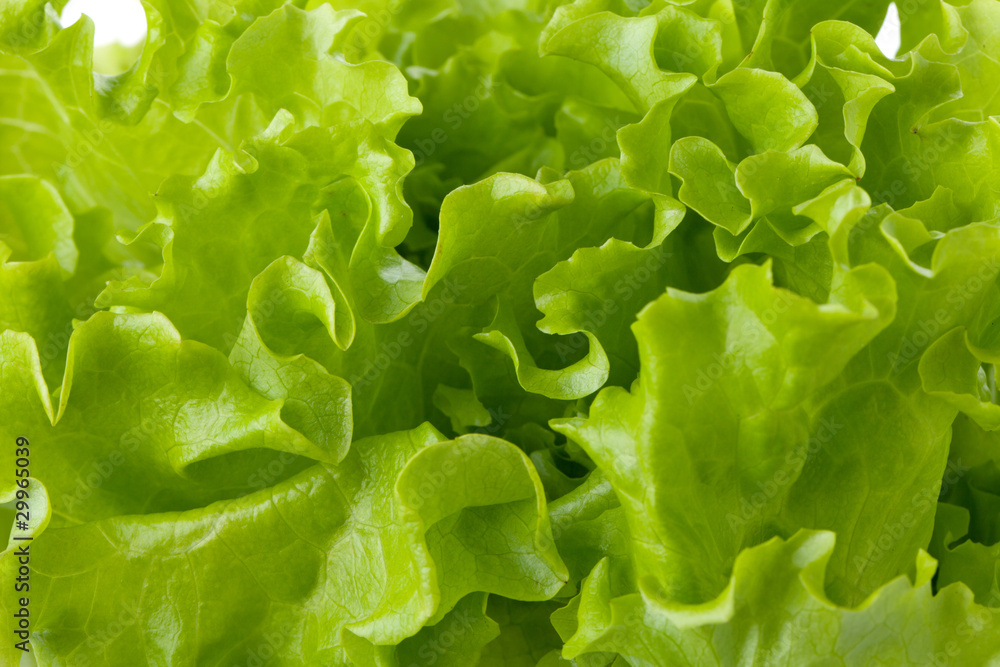 Freshness green lettuce salad Freshness green lettuce salad