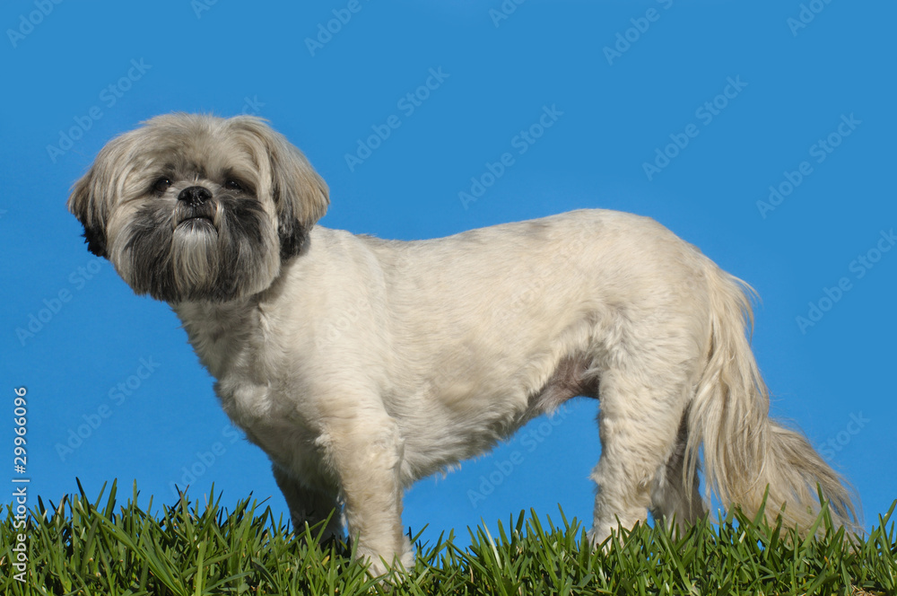 Lhasa apso Lhasa apso