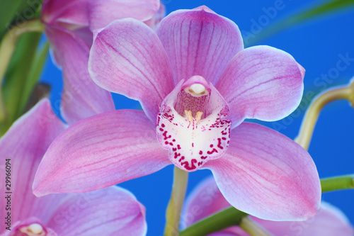Orquid flower photo