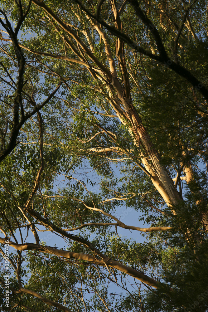 Obraz premium Looking through the branches.