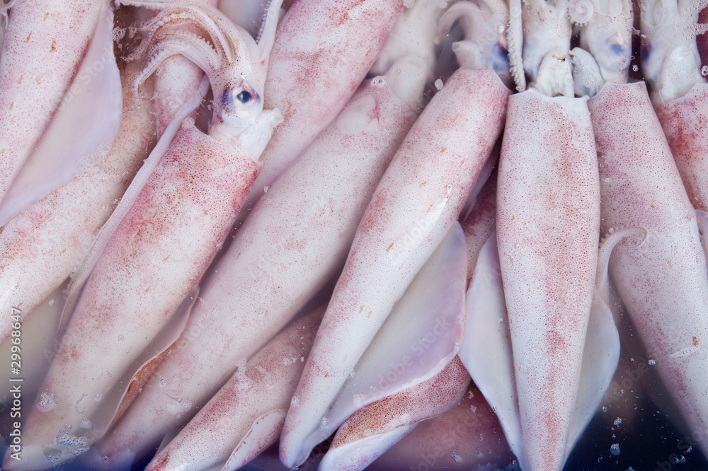 Fresh squids at seafood market,East of Thailand Fresh squids at seafood market,East of Thailand