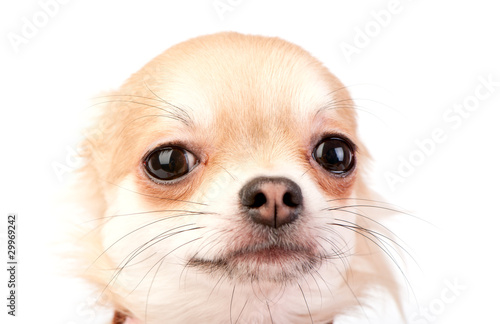 cute chihuahua dog head close-up photo