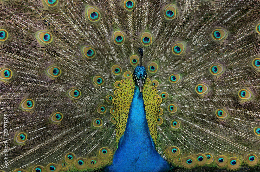 Obraz premium Peacok displaying its feathers