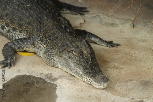 Krokodil in Nahaufnahme