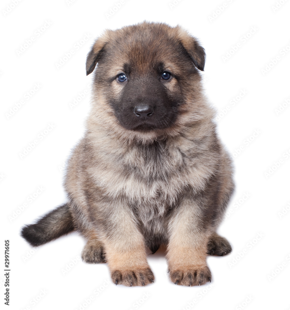sheepdogs puppy isolated on white background sheepdogs puppy isolated on white background