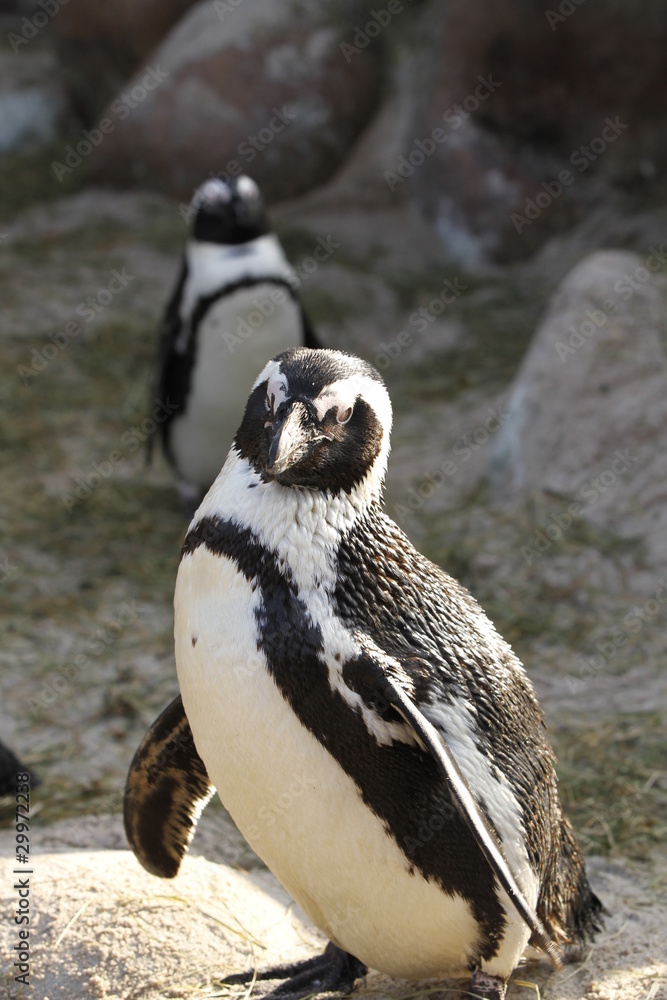 Fototapeta premium Brillenpinguin in Nahaufnahme