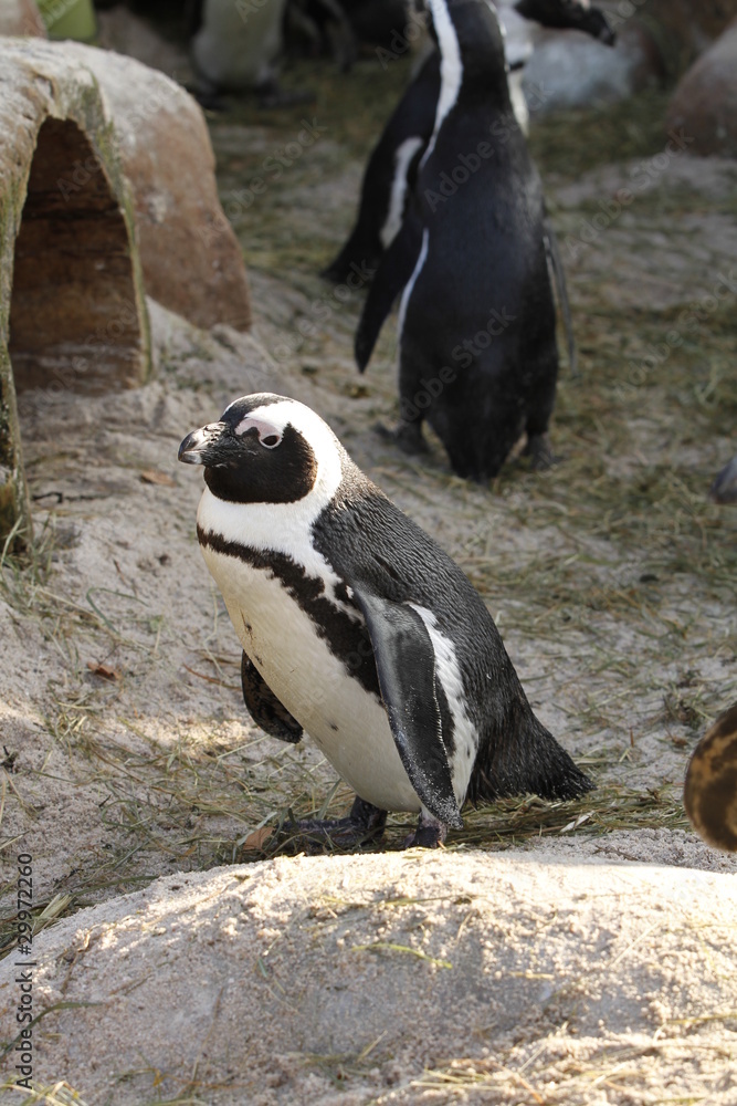 Naklejka premium Brillenpinguin in Nahaufnahme