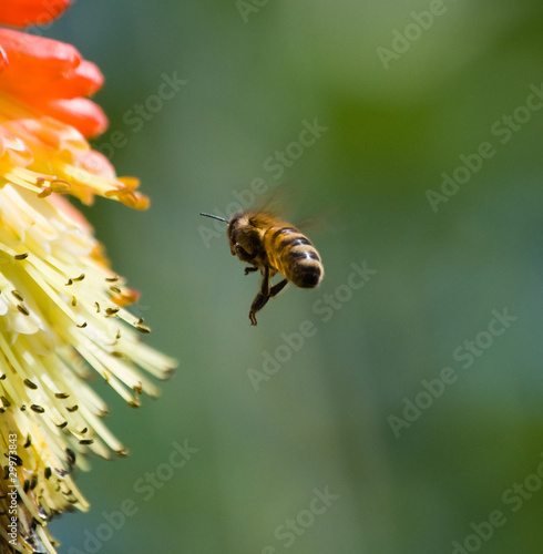 Obraz w ramie Bee Flying Onto a Flower