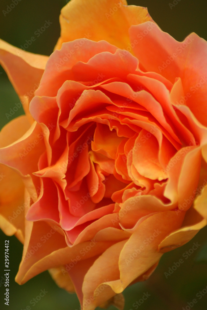 Peach Rose Peach Rose
