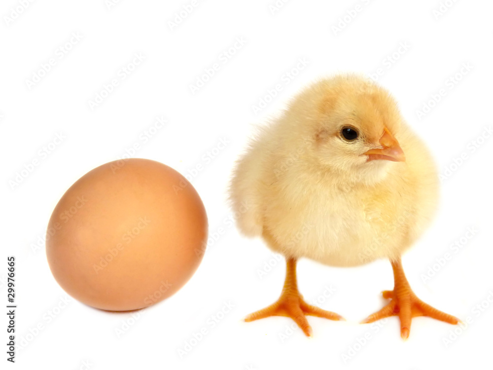 Chicken and egg isolated on white background Chicken and egg isolated on white background