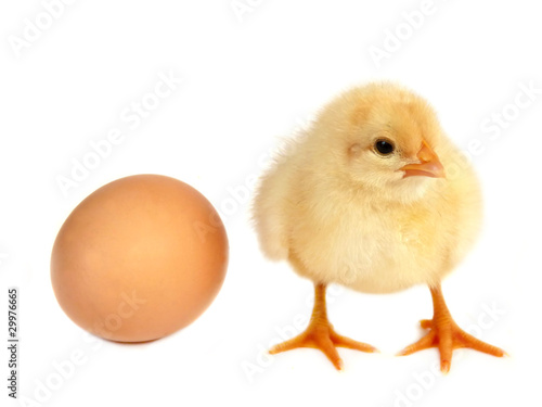Chicken and egg isolated on white background