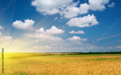 Spring yellow meadow