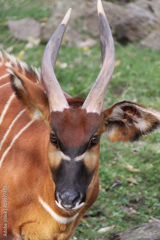 Fototapeta premium Bongo antelope looking at camera close up