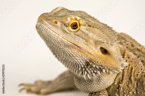 Bearded Agama,dragon