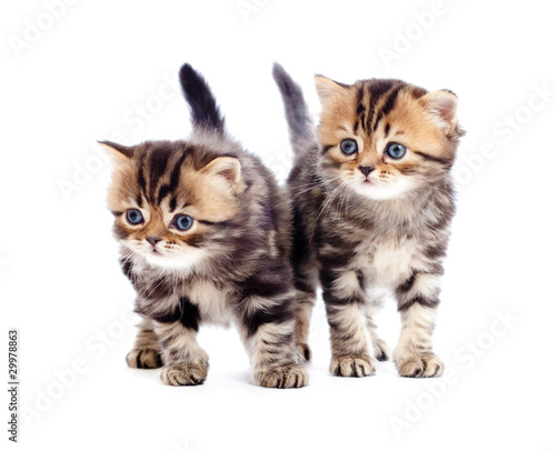 two kitten pure breed striped british isolated