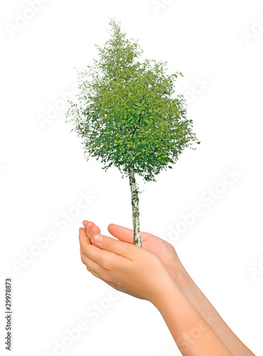 Tree in hands