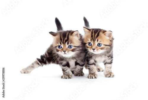 two kitten pure breed striped british isolated © Andrey Kuzmin