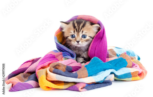 kitten pure breed striped british in colorful tippet or scarf is