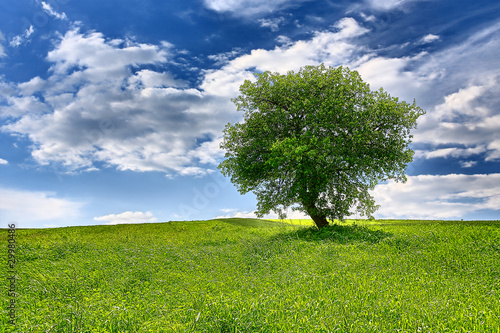 Tree on spring meadow