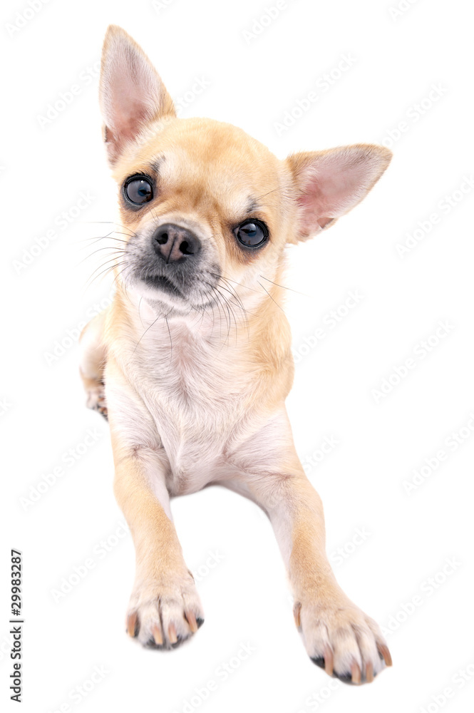 nice chihuahua dog close-up lying  down isolated