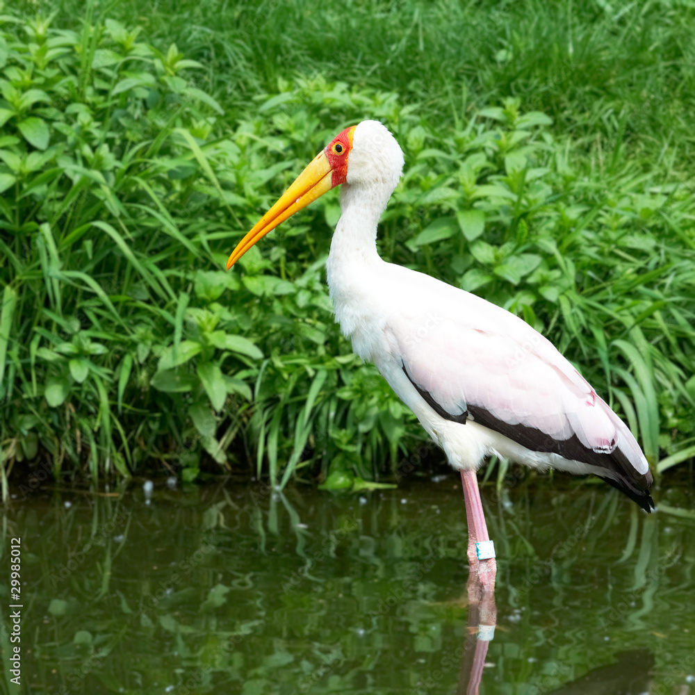 Obraz premium african bird yellow-billed stork, (mycteria ibis)
