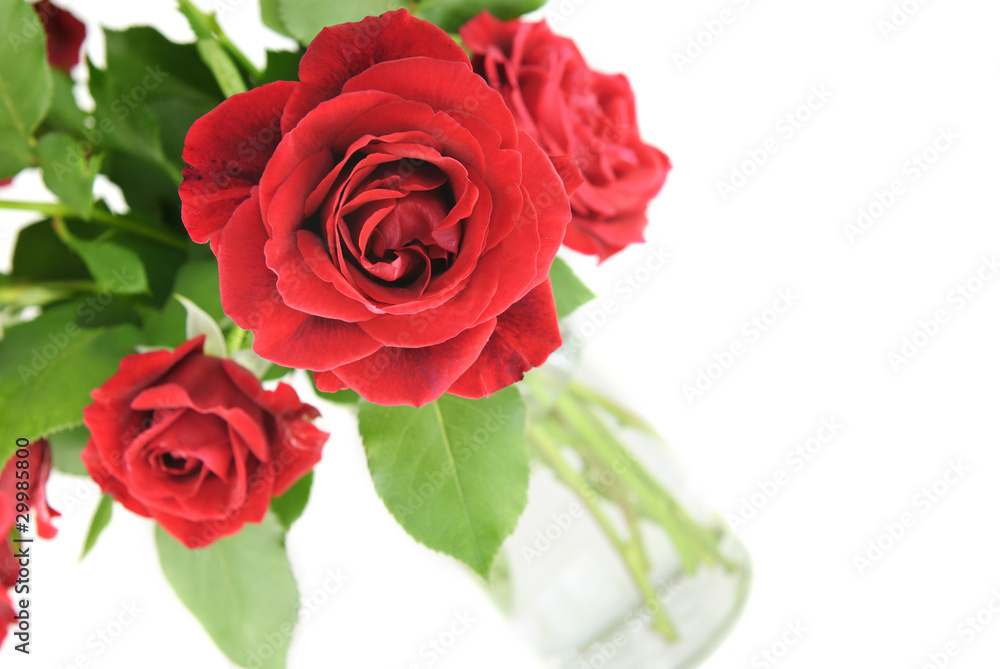 Red Roses Red Roses