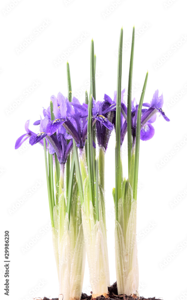 Fototapeta premium iris reticulata