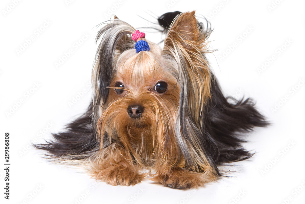 Yorkshire terrier puppy on white Yorkshire terrier puppy on white