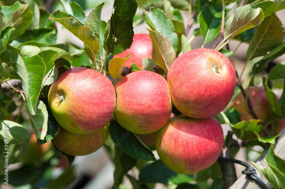 close up of an apple tree close up of an apple tree