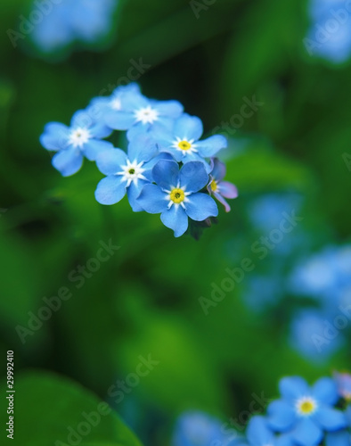 forget me not blue flowers