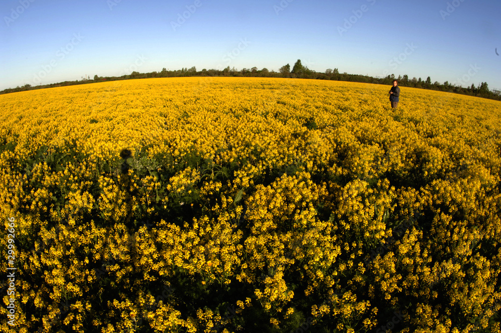 Field of yellow flowers.