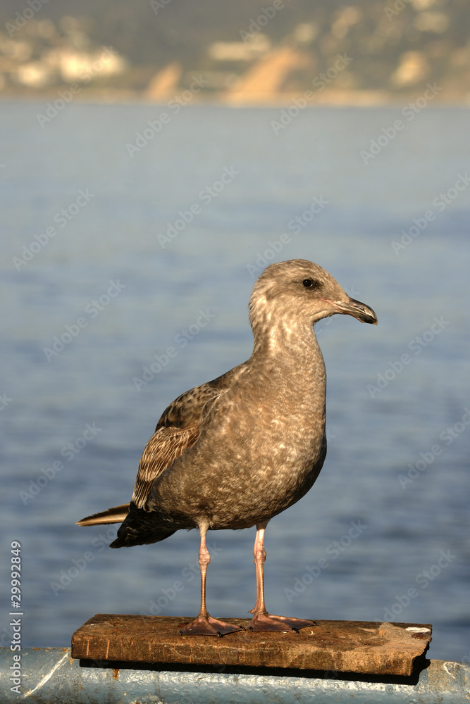 Fototapeta premium Portrait of a seagull