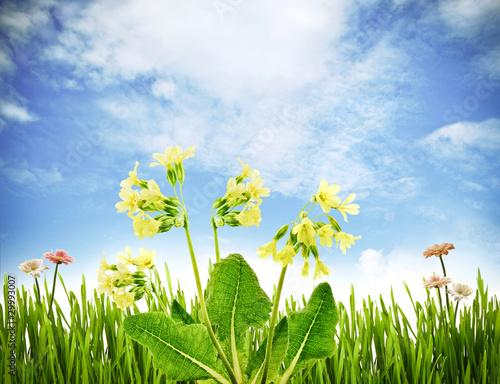 Fotografie Spring primroses