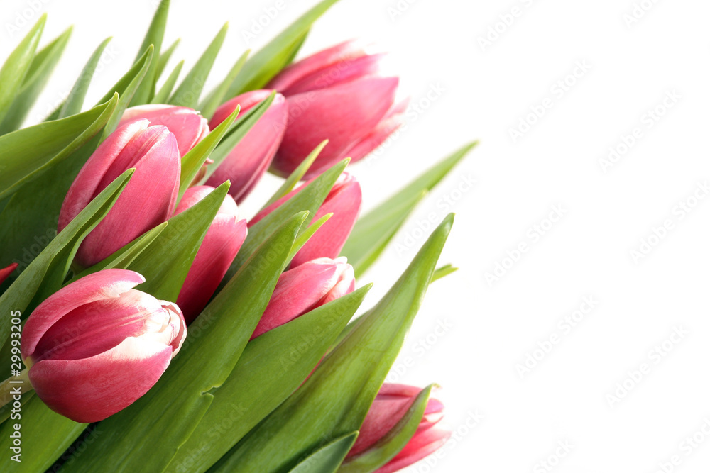 Tulips Tulips