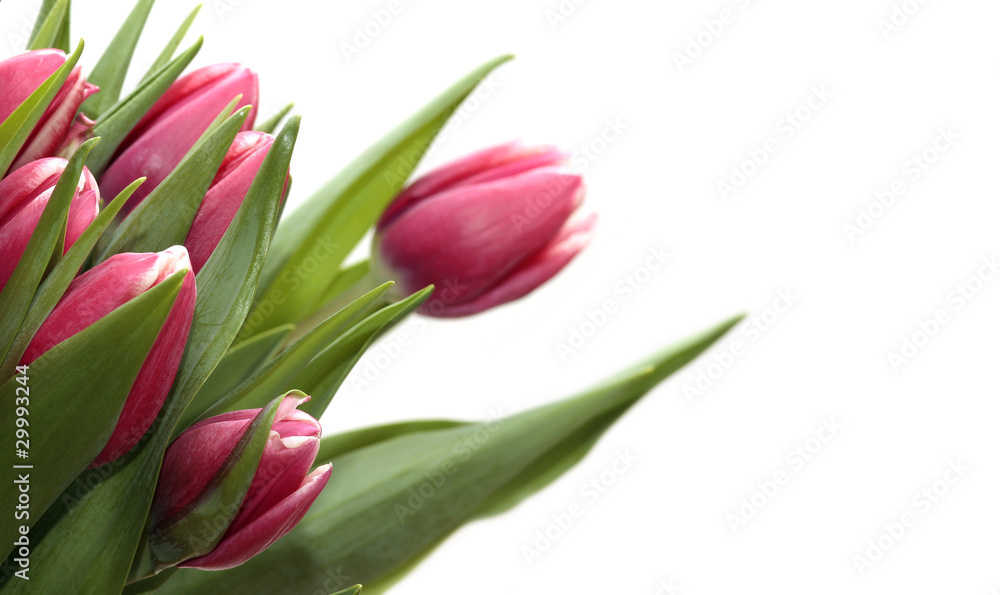 Tulip Tulip