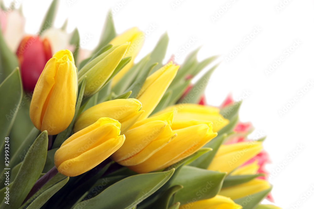 Spring Card with Tulip Flowers Spring Card with Tulip Flowers