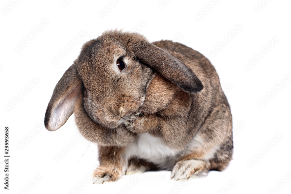 Adorable rabbit isolated on white