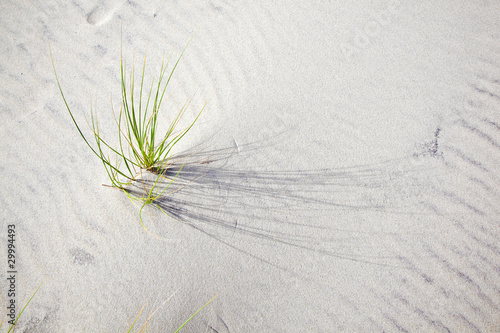 Fototapeta Naklejka Na Ścianę i Meble -  Wind blown grass on sand dune