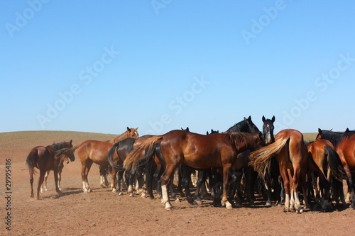 Horse herd grazing on the steppe red clay hills
