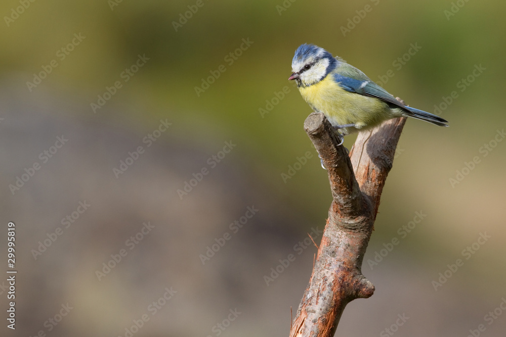 Blue Tit Blue Tit