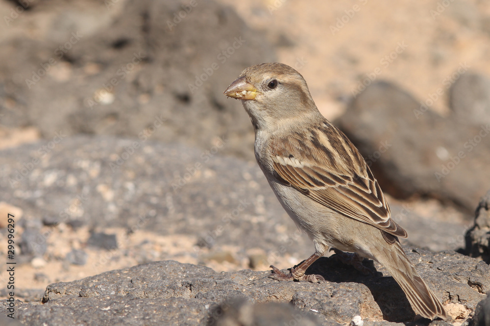 sparrow sparrow