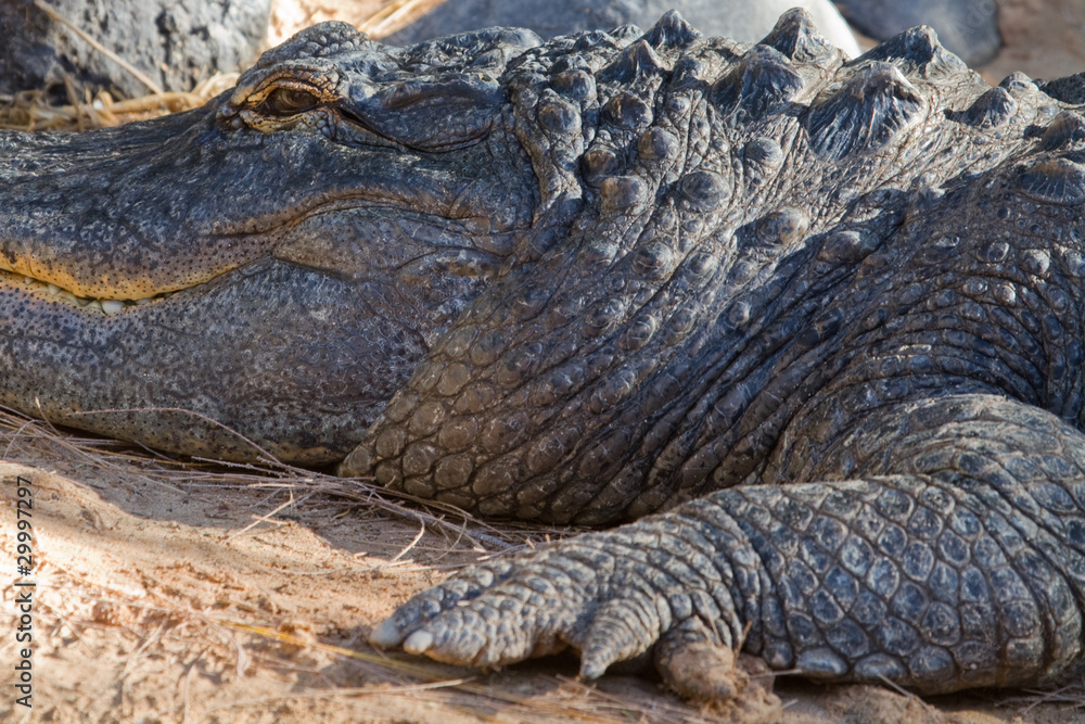 Obraz premium Crocodile