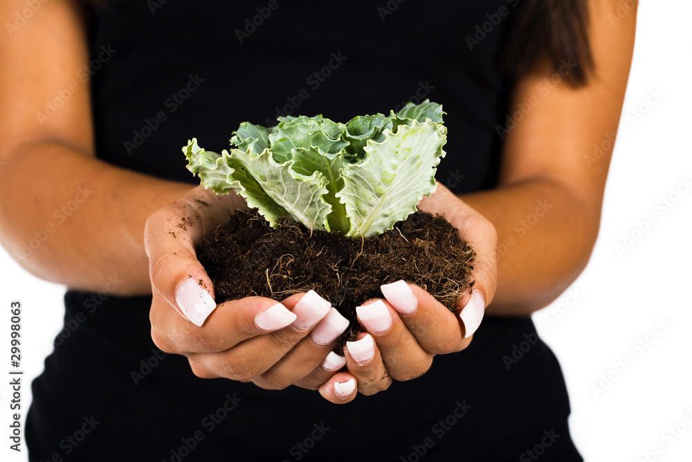 Close up of woman hands holding young plant