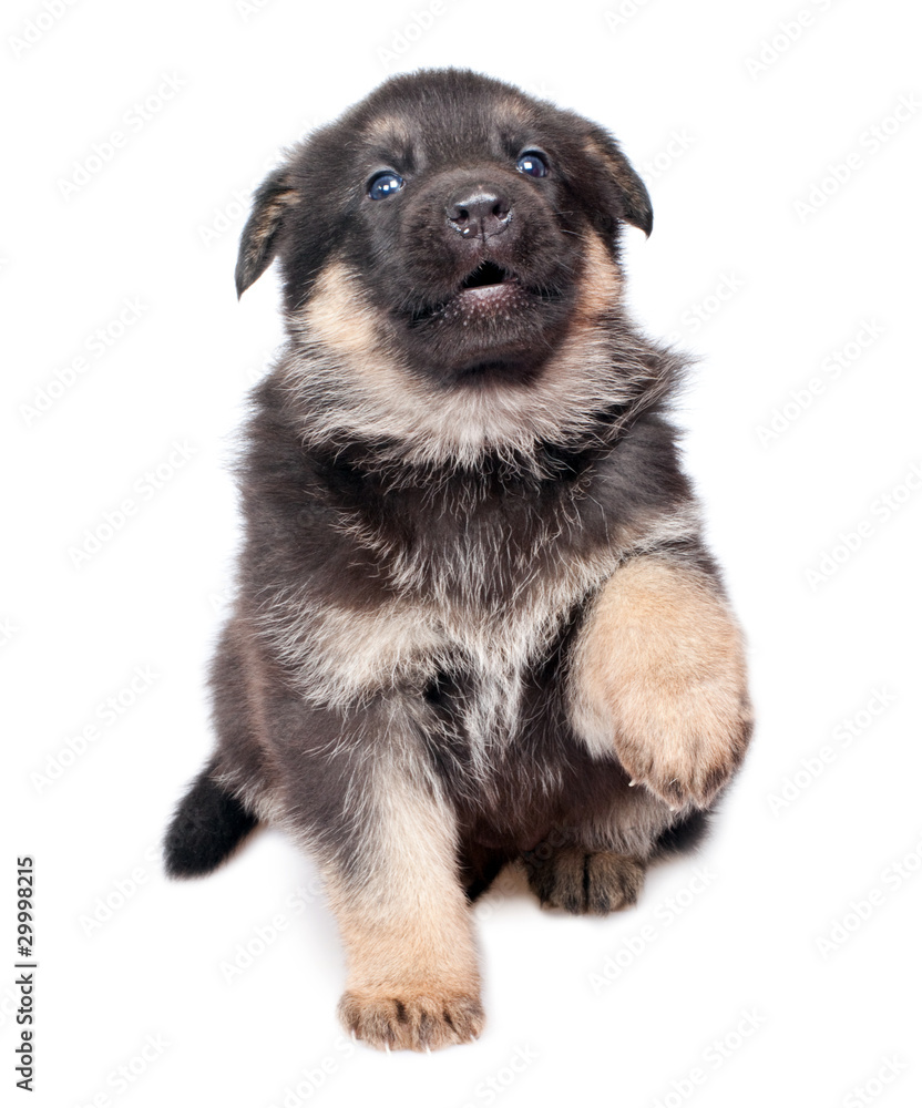 shepherd`s dog puppy isolated on white background shepherd`s dog puppy isolated on white background