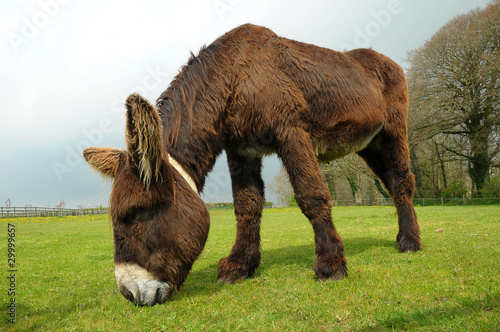 male Poitou donkey grazing