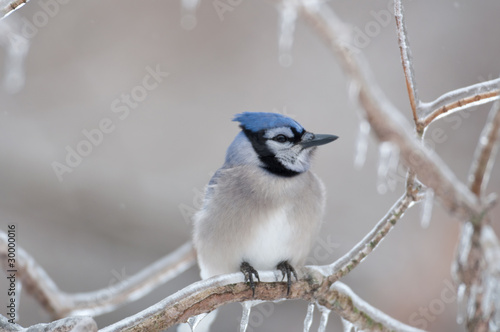 Blue jay on ice covered branches © Tony Campbell