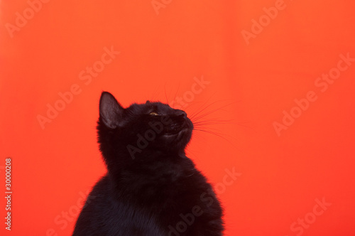 Black cat on orange background