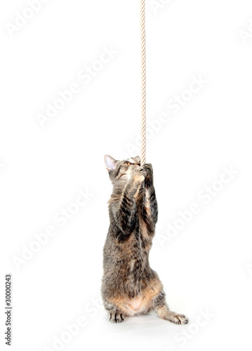 Kitten pulling on rope
