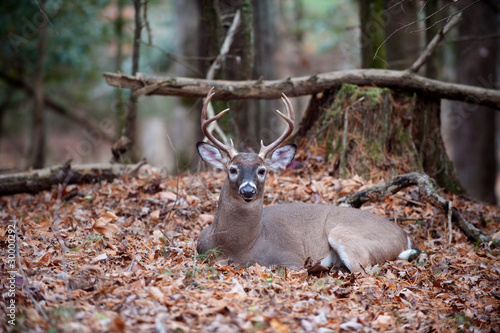 White-tailed deer buck bedded in woods