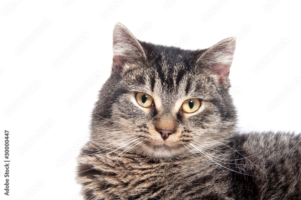 Tabby cat on white Tabby cat on white